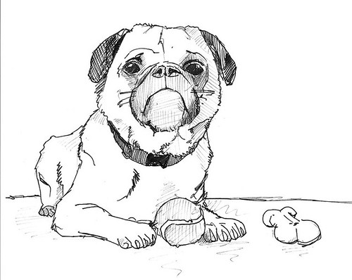 Original Pug Drawing